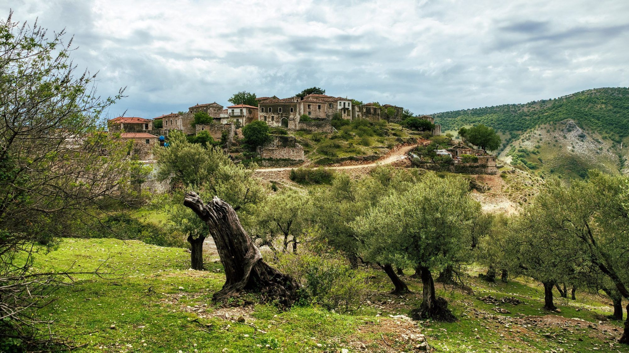 Old Qeparo village above an olive grove